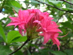 vignette Rhododendron 'Homebush'