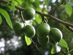 vignette Prunus - Prunier