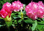 vignette Rhododendron Yakushimanum 