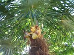 vignette trachycarpus fortunei d italie floraison