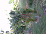 vignette palmier a tronc rouge ( crol: pami pibwa wouj )