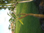 vignette palmier de madagascar ? d' hawa?