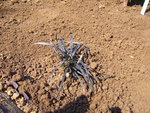 vignette ophiopogon planiscapus nigrescens