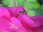 vignette araigne sur rose