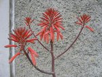 vignette Aloe maculata(saponaria)
