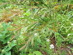 vignette callistemon