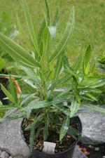 vignette Nerium oleander 'Flavescens Plenum'