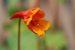 vignette Tropaeolum tuberosum