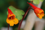 vignette Tropaeolum tuberosum