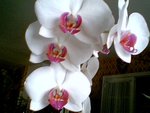 vignette orchidee phalaenopsis
