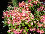 vignette rhododendron 5