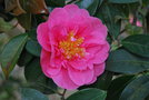 vignette Camellia x williamsii 'Elegant Beauty'   (Jury, NZ 1962)