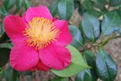 vignette Camellia japonica 'Virginia W. Cutter' (Dr R.K. USA 1973)