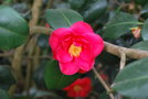 vignette Camellia japonica 'The Czar'   (AUS 1913)