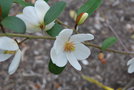 vignette Magnolia laevifolia 'Michelle'