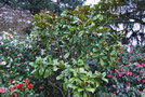 vignette Magnolia grandiflora 'Millais'