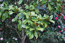 vignette Magnolia grandiflora 'Millais'