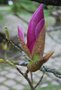 vignette Magnolia sargentiana var. robusta