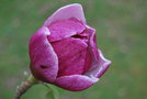 vignette Magnolia 'Garnet'