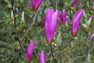 vignette Magnolia 'Susan'  (M. liliiflora 'Nigra' X M. stellata 'Rosea')