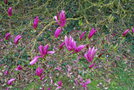 vignette Magnolia 'Susan'   (M. liliiflora 'Nigra' X M. stellata 'Rosea')