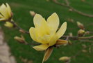 vignette Magnolia x brooklynensis 'Golden Girl'