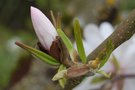 vignette Magnolia kobus var. stellata 'Harvard Centennial'