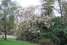 vignette Magnolia 'Sayonara'   (M. liliiflora X M. x veitchii)