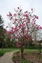 vignette Magnolia campbellii var. campbellii 'Betty Jessel'