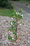 vignette Magnolia laevifolia 'Fairy Cream'