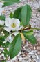 vignette Magnolia laevifolia 'Fairy Cream'