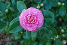 vignette Camellia japonica 'Gordonii'   (GB 1867)