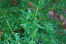 vignette Ilex crenata 'Longifolia'