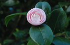 vignette Camellia japonica 'Chardonneret'   (F 1975)