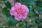 vignette Camellia japonica 'Egeria'   (I 1842)