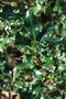 vignette Ilex aquifolium 'Pyramidalis'