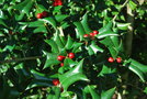 vignette Ilex cornuta