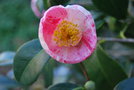 vignette Camellia japonica 'Tamagusumi'   (Japon 1968)