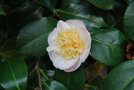 vignette Camellia japonica ssp. rusticana 'Botanyuki'   (Japon 1958)