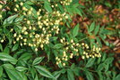 vignette Nandina domestica 'Alba'