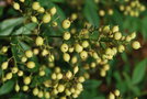 vignette Nandina domestica 'Alba'