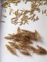 vignette Echinops hedgei - Echinops