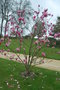 vignette Magnolia cv. (M. 'Galaxy X M. sargentiana)
