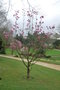 vignette Magnolia 'Spectrum'   (M. liliiflora 'Nigra' X M. sprengeri 'Diva')
