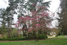 vignette Magnolia x soulangeana 'Verbanica'