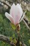 vignette Magnolia x soulangeana 'Amabilis'