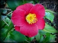 vignette Camélia, Camellia japonica de semis