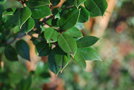 vignette Luma apiculata / Myrtaceae / Chili