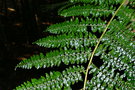 vignette Teratophyllum wilkesianum