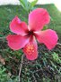 vignette Hibiscus rosa-sinensis